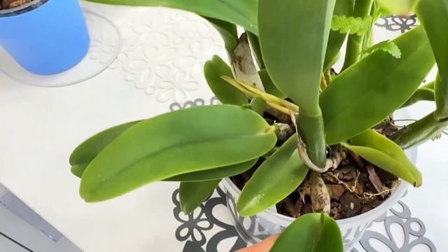 04.04.2025г. 🇺🇦 Адаптация, динамика и обработка. смотреть онлайн