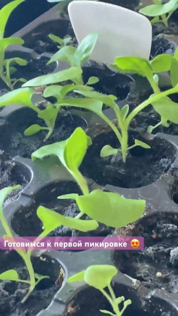 Петуния первая пикировка. смотреть онлайн