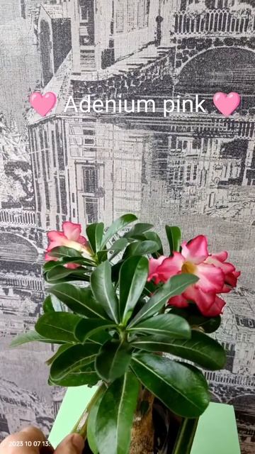Адениум из семян розовый. смотреть онлайн