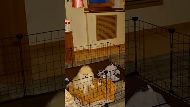 померанский шпиц Тотошка смотреть онлайн