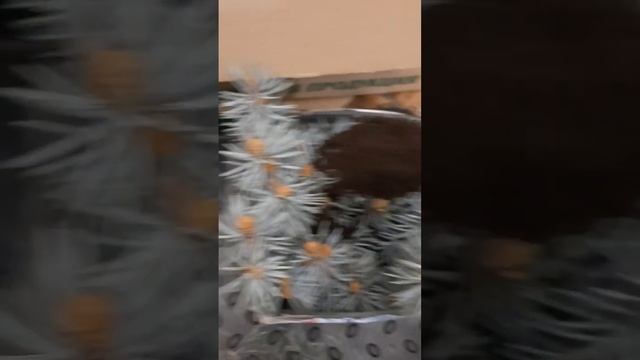 Как правильно удобрить веточки голубой ели. Подпишись смотреть онлайн