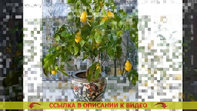 ДЕРЕВО ИЗ СЕМЕЧКИ 🔔 смотреть онлайн