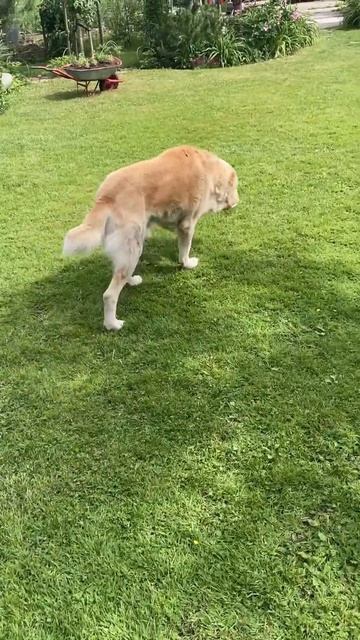 Как правильно мыть стаканы для рассады! смотреть онлайн