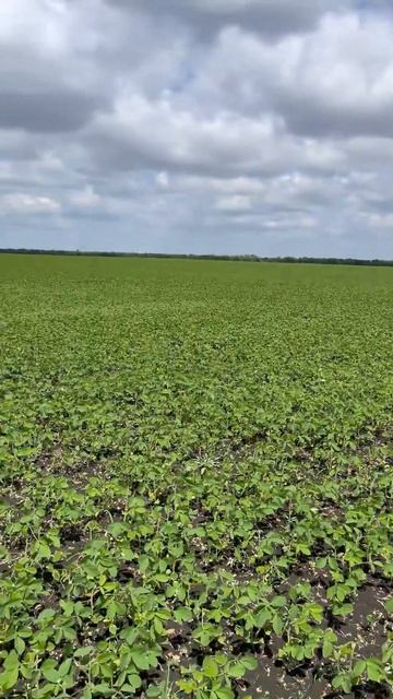 Сорт "Припять" на полях в Воронежской области (2024) смотреть онлайн