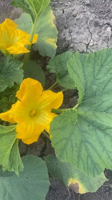 Просто цветет кабачок. #огород #дача смотреть онлайн