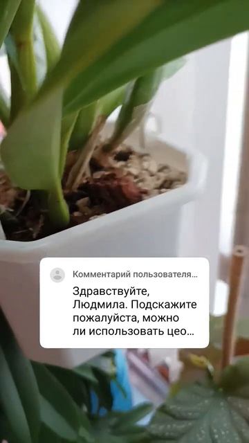 Можно ли цеофлору использовать сверху, на грунт? #flower #p смотреть онлайн