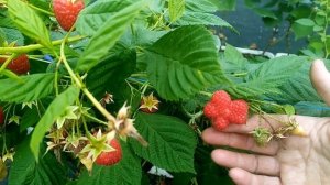 Новый сорт ремонтантной малины Шани