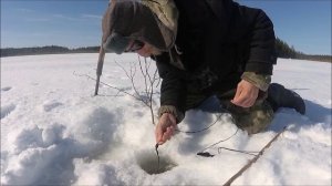 Шнур в натяг! Проверка самоловок Весенняя рыбалка