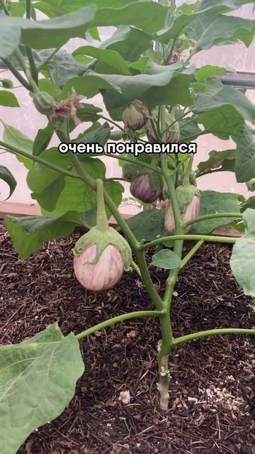 ОГРОМНЫЙ БАКЛАЖАН #огород #теплица #сад #баклажаны смотреть онлайн