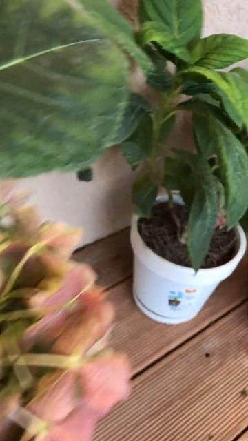 Осеннее утро на террасе #music #nostalgia #garden #растения #plants #ц