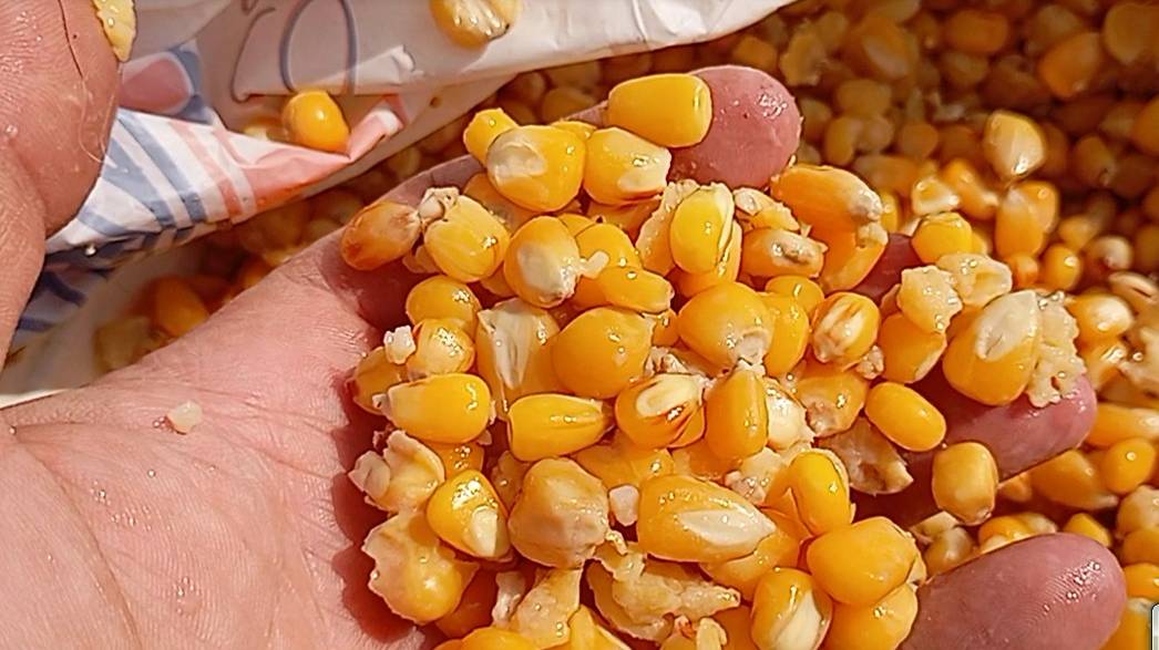 рецепт кукурузы для ловли карпа,амура,сазана смотреть онлайн