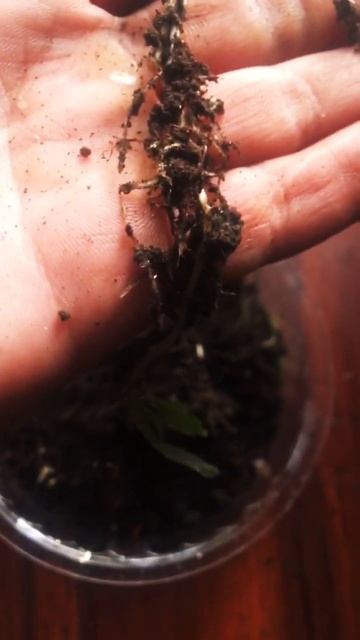 Breathe oxygen - Томат Черри «желтый сливововидный» смотреть онлайн