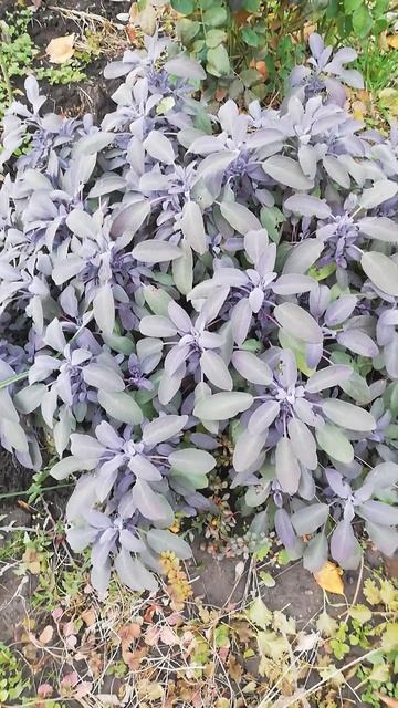 Шалфей лекарственный, Краснодар. 19.11.2024. в наличии окс ? смотреть онлайн