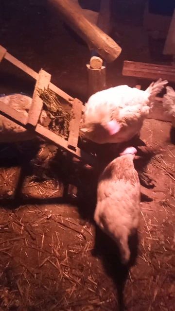 курятник зимой смотреть онлайн