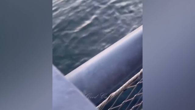 ПРИКОЛЫ С ЖИВОТНЫМИ ДО СЛЕЗ / Смешные КОТЫ 2021 / Приколы с КОТАМИ / Funny ANIMALS video #62 смотреть онлайн