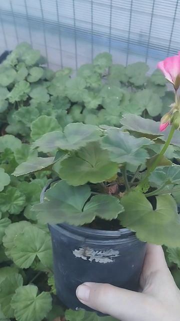 "Розовый Фламинго" дитя пеларгония! смотреть онлайн