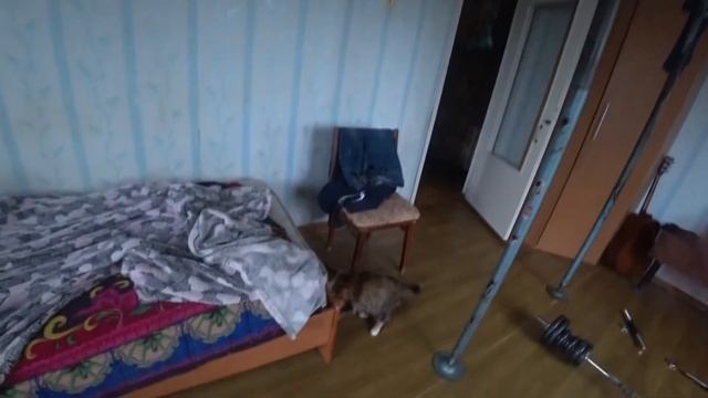 Кошка играет со шнурком. Приколы. Маленький лев. Cat смотреть онлайн