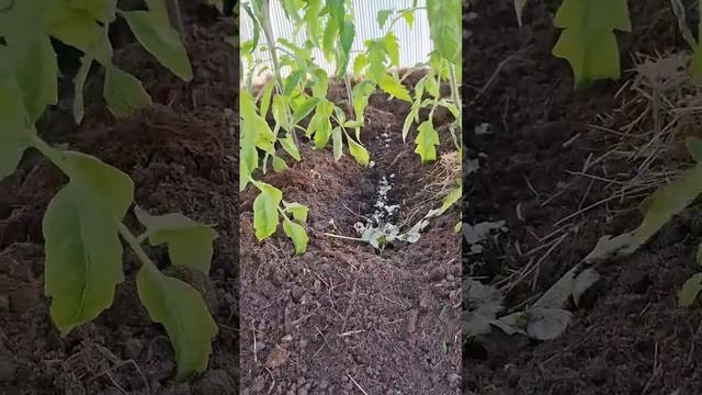 23 03 2035 Окучивание и дрожжевая подкормка томатов, муль? смотреть онлайн