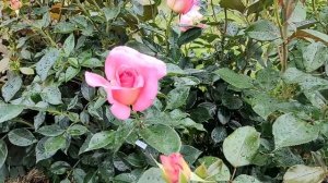 КРАСИВЫЕ СОРТА РОЗ В МОЕМ САДУ | Топ 10 красивых роз | Цв?