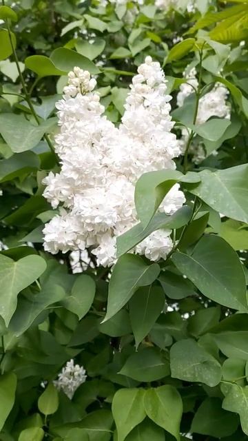 Белая сирень в Россоши #красотаприроды #россошь #сирен смотреть онлайн