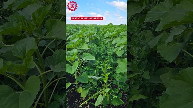 🌻Результаты работы гербицидов на посевах подсолнечн смотреть онлайн