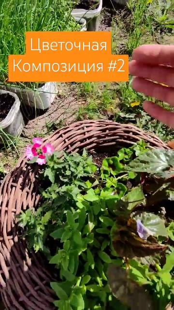 Цветочная композиция #2 #2024 #петуния #дача #огород #сад #? смотреть онлайн