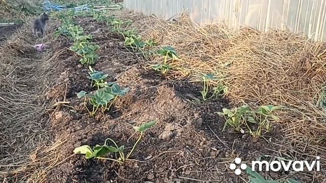 ЦИМУС ДЛЯ КЛУБНИКИ ПРИ ПОСАДКЕ // ВАЦАП ДЛЯ ЗАКАЗА РАСС