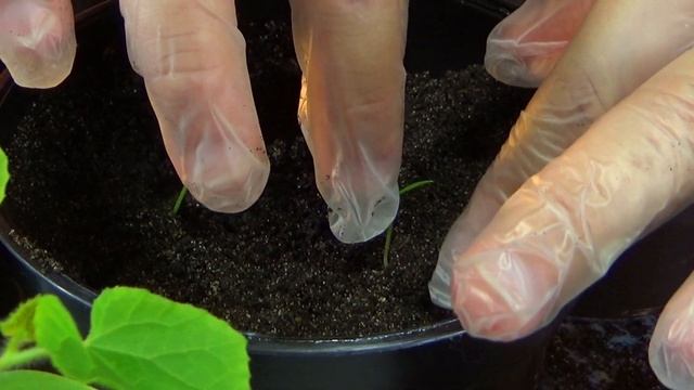 ВЫРАСТИЛИ 10 ЭКЗОТИЧНЫХ РАСТЕНИЙ НА ПОДОКОННИКЕ! смотреть онлайн