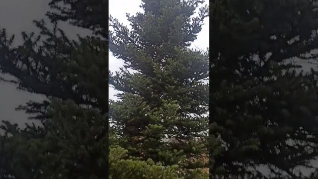 🌲Два метра отпилила и красоту получила 🌲 смотреть онлайн