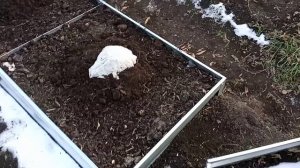 Дальневосточная жимолость. Красная, Синдишен, первые ?