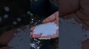Как правильно использовать аммиачную селитру, чтобы н