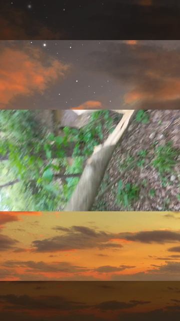 Жестокий Тест Катаны #рубка #дерево #жестко #удивление смотреть онлайн