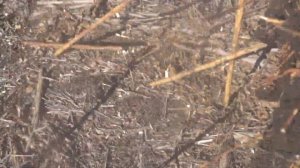 Уборка подсолнечника Хайсан 238 и сев озимой пшеницы