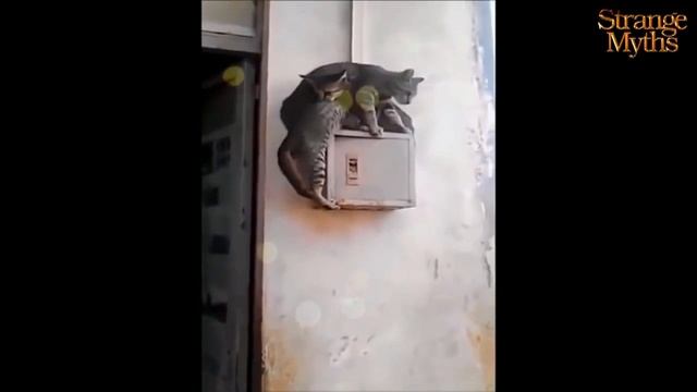 Коты веселятся Смешные кошки смотреть онлайн