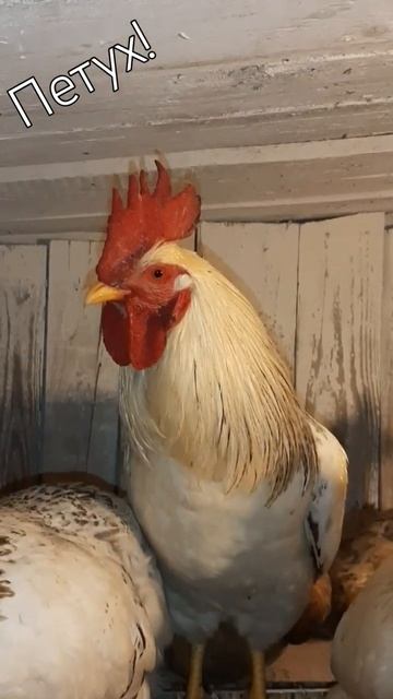 Взрослый петух! #петух #chick #курятник смотреть онлайн