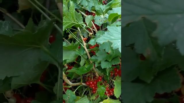 #красная смородина#nature #сад смотреть онлайн
