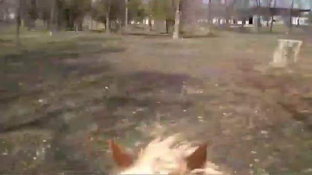 Райми на коне