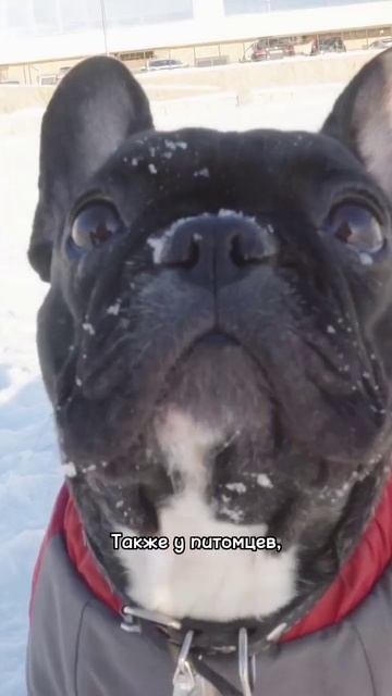 Как вы считаете, нормально ли держать собаку на цепи? смотреть онлайн