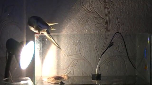 корелла с похмелья смотреть онлайн
