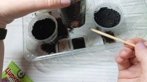 🌱 Цикламены из семян за месяц! 🚀 Советы, которые дейс
