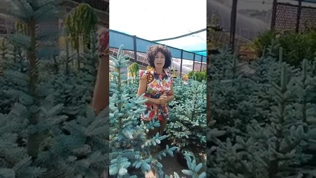 Голубая ель сорт Супер Блю Сидлинг ✅