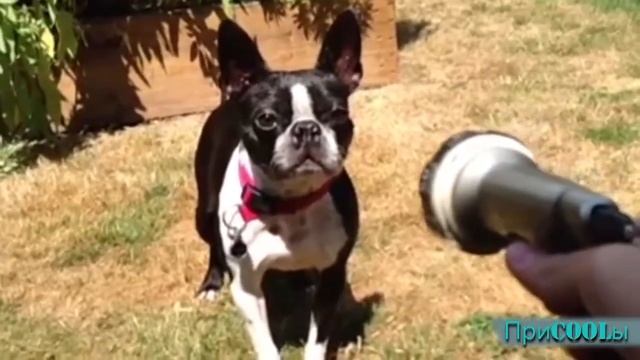 Лучшие приколы | Смешные собаки | Подборка видео