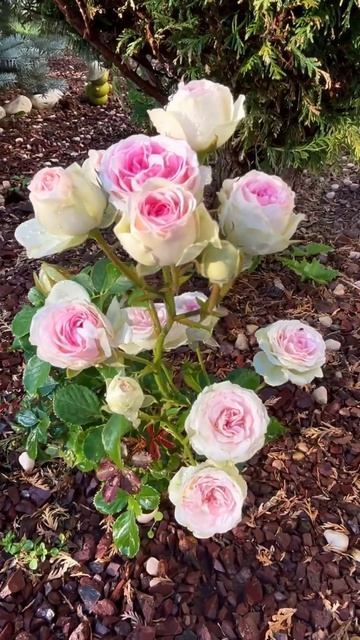 Mimi eden rose, спрей роза мими эден #розарий #цветениероз #mimi смотреть онлайн