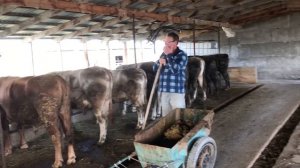 Откорм Быков-процесс откорма