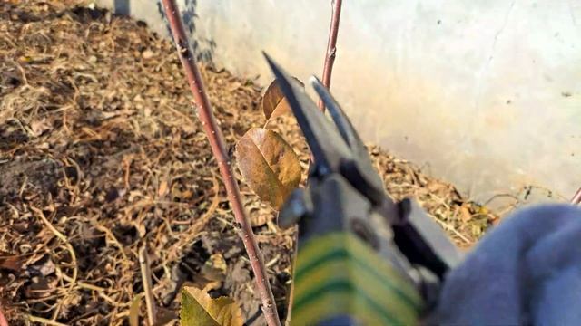 Обрезка двухлетнего саженца вишни.