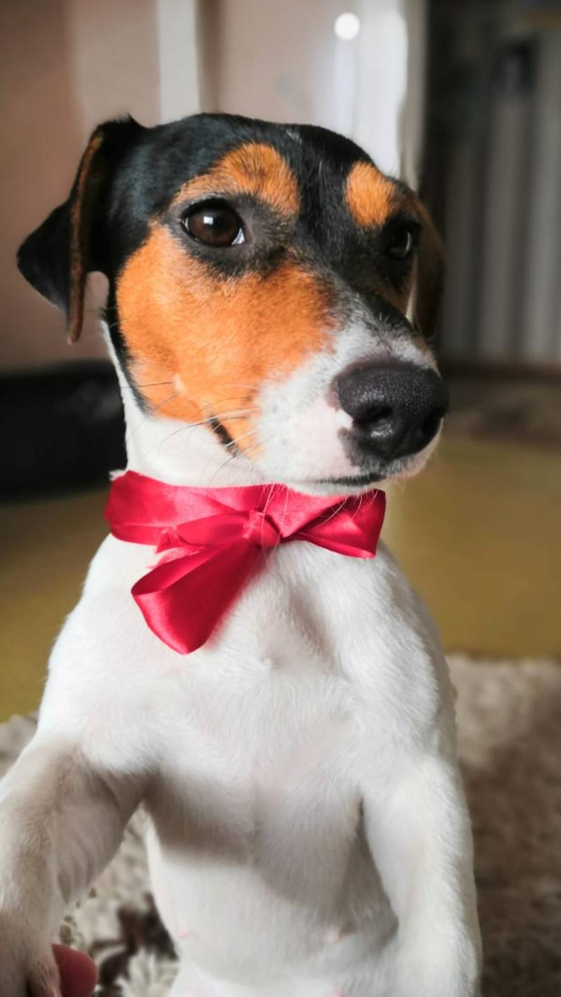 Встреча неутомимых джек=расселов