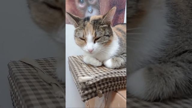 Кот Сидит И Веляет Хвост СМОТРЕТЬ ВСЕМ смотреть онлайн