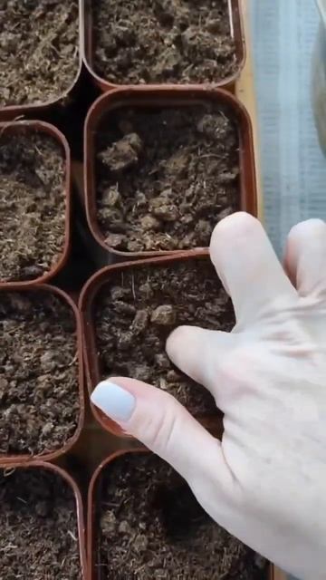 САМАЯ быстрая ПИКИРОВКА рассады | дочь ФЕРМЕРА смотреть онлайн