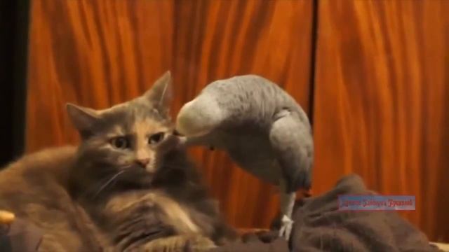 Смешное видео.Очень взрослые видео приколы,школота проходит мимо.ЮМОР,ПРИКОЛЫ,РАЗВЛЕЧЕНИЯ смотреть онлайн