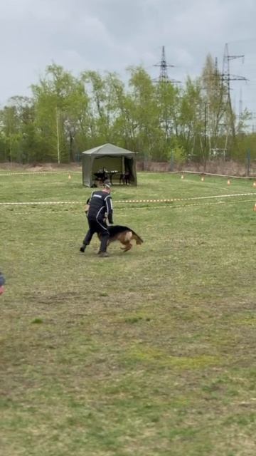 1 Отл. КЧК Аллемо Хаус ЕЛИЗАРА +++ №115 / КЧК ЧЕЛЯБИНСК 3 мая`25 I.Radulovic Моно нем.овчарок